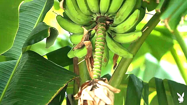 छोटे चूंचे, बूब्स, किशोर छोटे स्तन, अति लघु स्तन