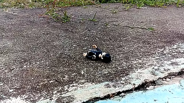Femei Uriase, Tocuri, Femei, Cu Sase Barbati Si O Femee